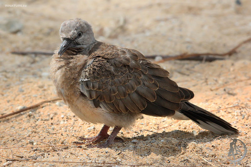 geopelia-sp_02.jpg