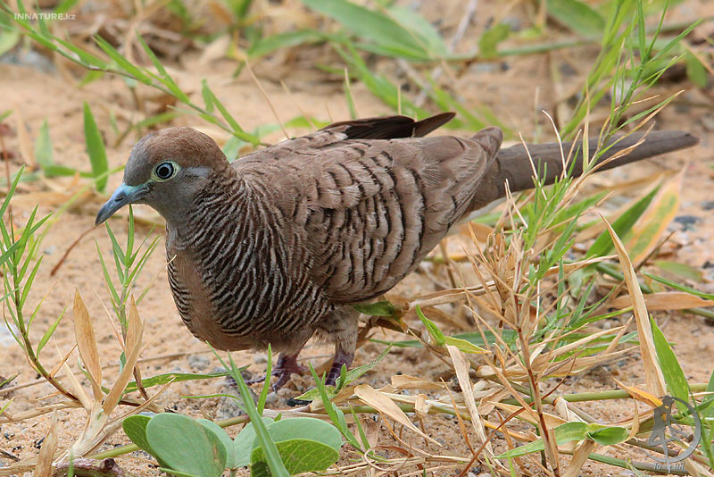 geopelia-striata_04.jpg
