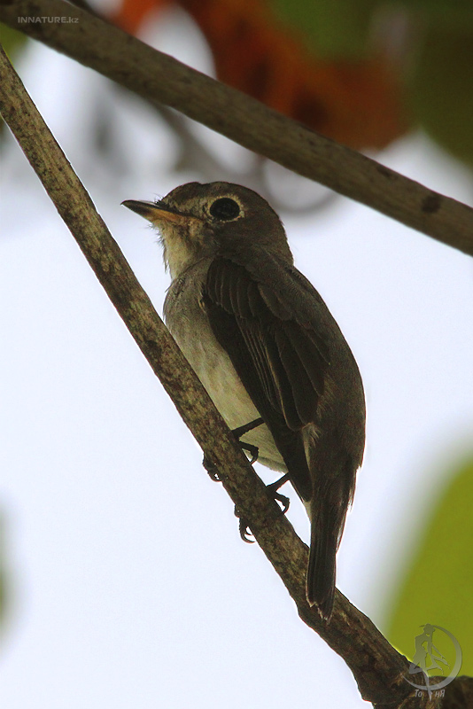 muscicapa-latirostris_01.jpg