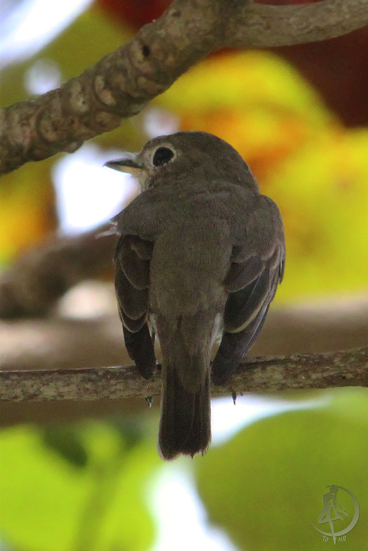 muscicapa-latirostris_02_1.jpg