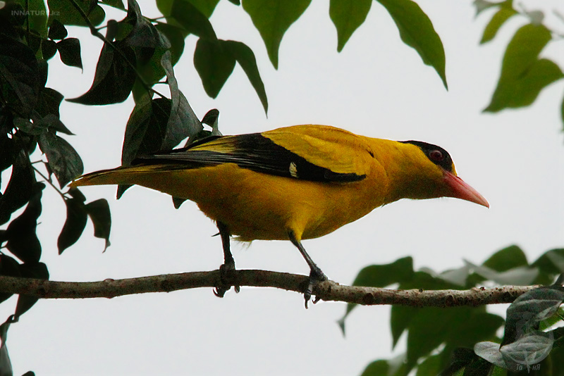 oriolus-chinensis_01.jpg