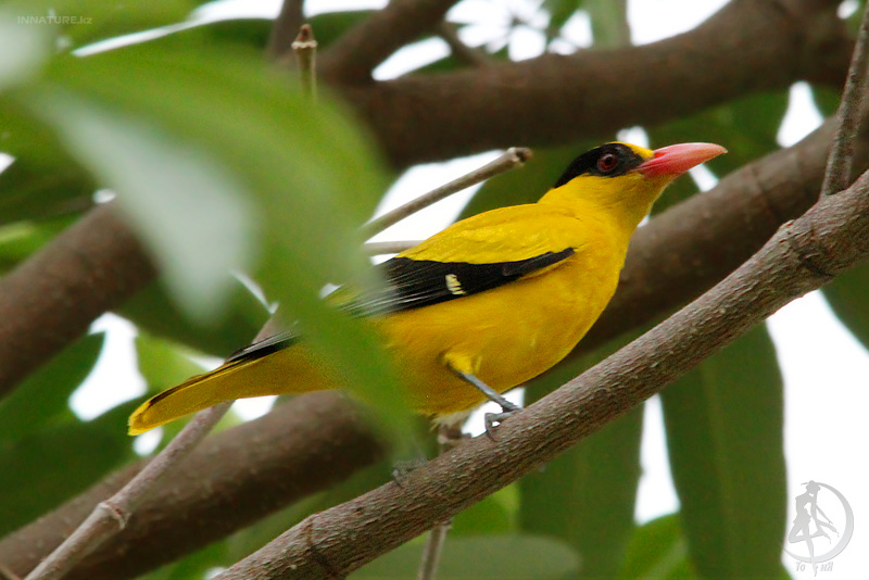 oriolus-chinensis_02.jpg