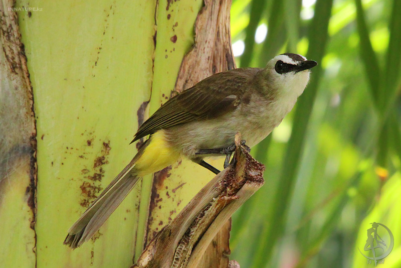 pycnonotus-goiavier_02.jpg