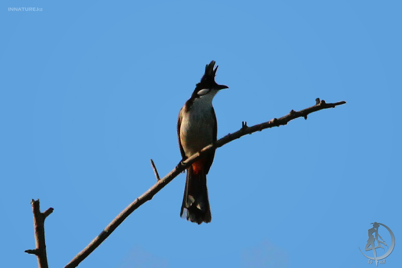 pycnonotus-jocosus_01.jpg