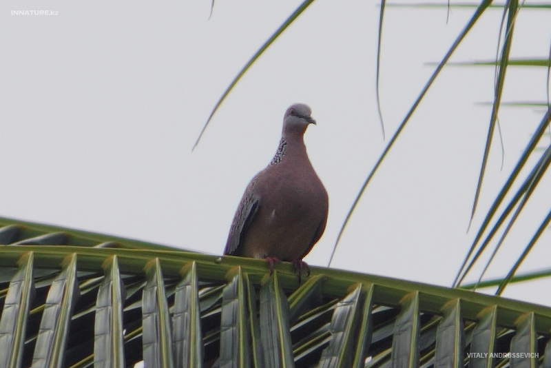 streptopelia-chinensis_01.jpg