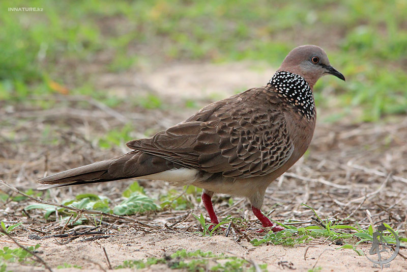 streptopelia-chinensis_01_1.jpg