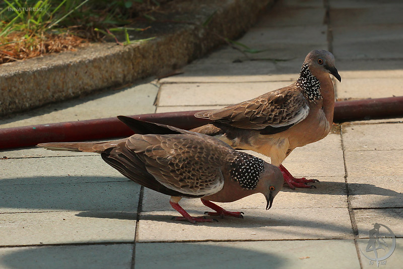 streptopelia-chinensis_02.jpg