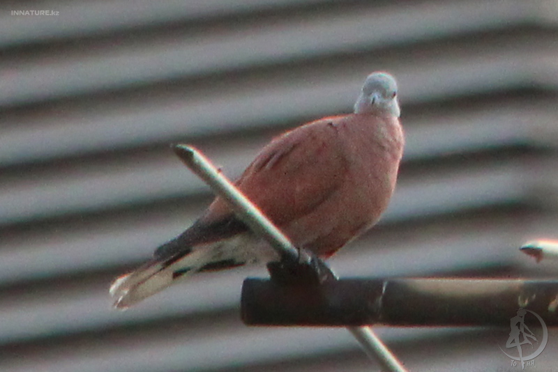 streptopelia-tranquebarica_01.jpg