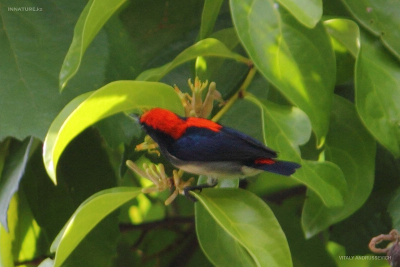 tai_bird_001.jpg