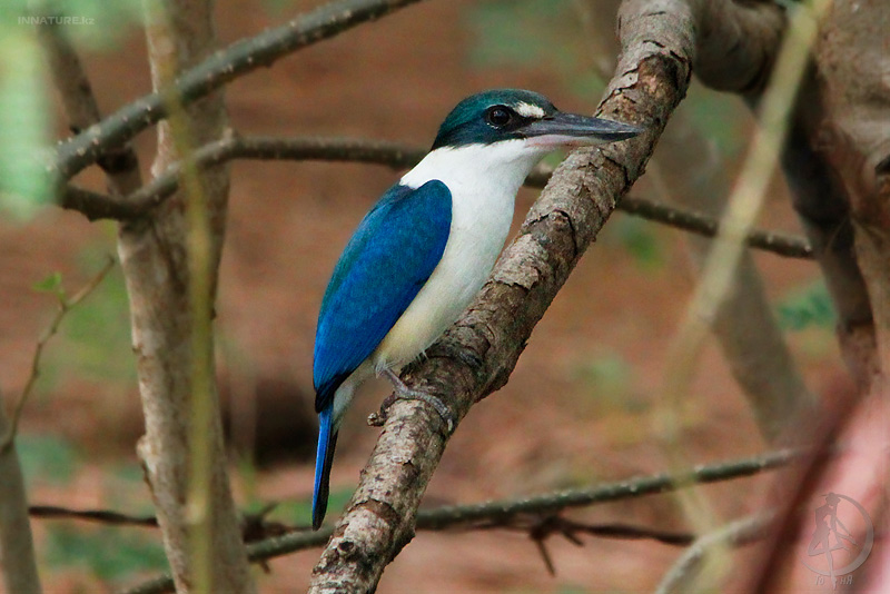 todirhamphus-chloris_02.jpg