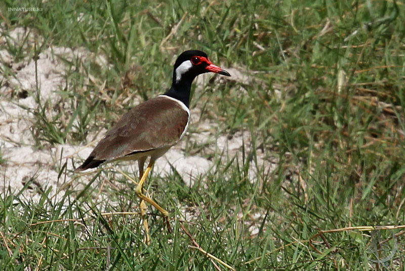vanellus-indicus_01.jpg