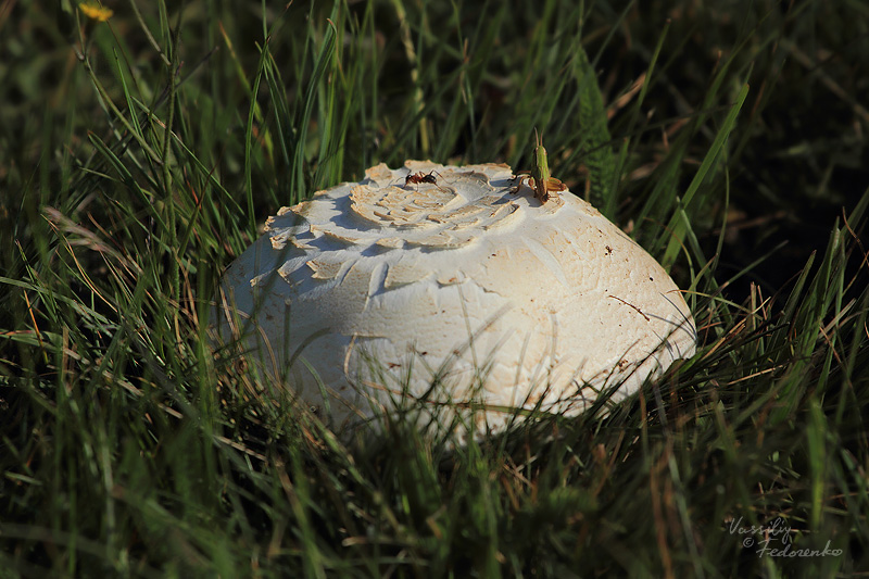 agaricus-campestris_01.jpg