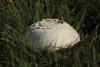 agaricus-campestris_01_t1.jpg