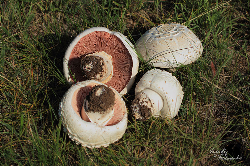 agaricus-campestris_02.jpg