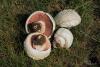 agaricus-campestris_02_t1.jpg