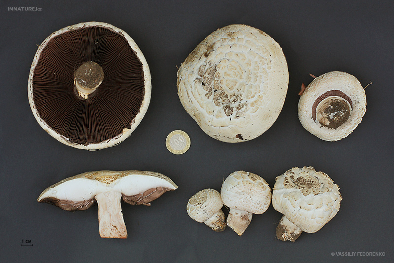 agaricus-campestris_03.jpg