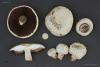 agaricus-campestris_03_t1.jpg