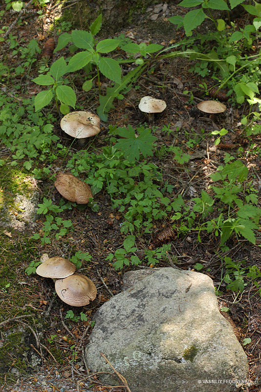 agaricus_01.jpg