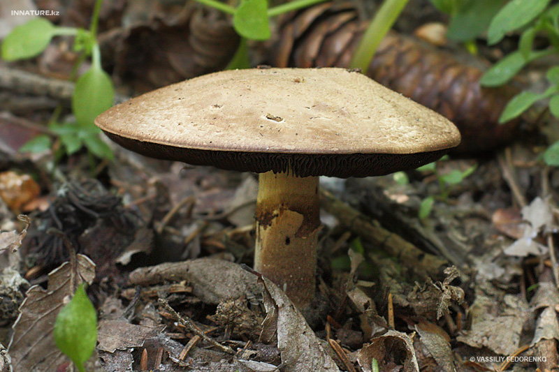 agaricus_01_2.jpg