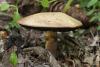 agaricus_01_2_t1.jpg