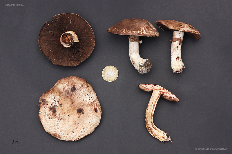 agaricus_01_4.jpg