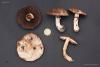 agaricus_01_4_t1.jpg