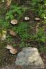 agaricus_01_t1.jpg