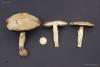 agaricus_02_1_t1.jpg