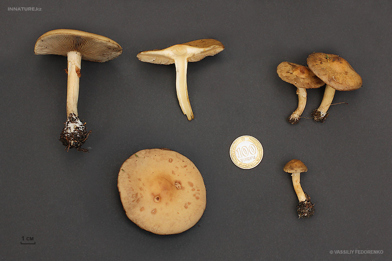 agrocybe-praecox_01.jpg