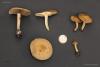 agrocybe-praecox_01_t1.jpg