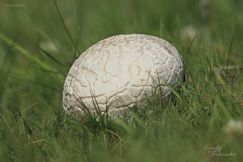 calvatia-utriformis_01.jpg