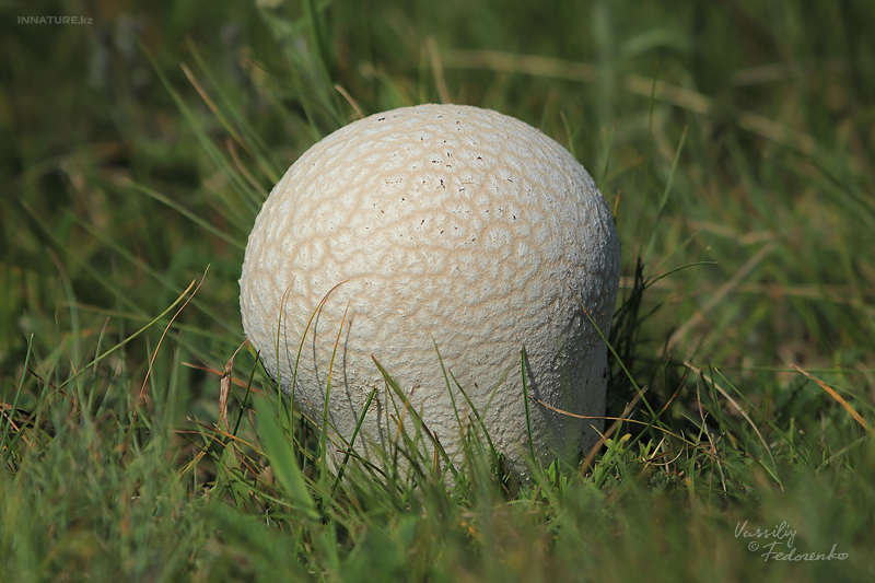 calvatia-utriformis_02.jpg