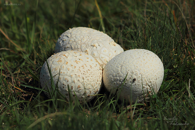 calvatia-utriformis_03.jpg