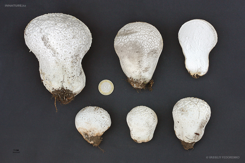 calvatia-utriformis_04.jpg