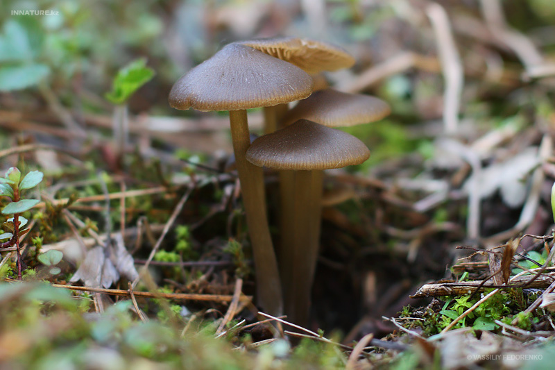 entoloma-vernum_01.jpg