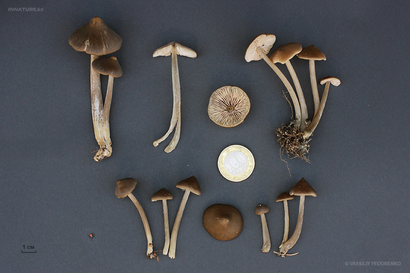 entoloma-vernum_03.jpg