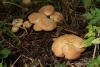 fungi_002_01_t1.jpg