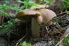 fungi_003_01_t1.jpg