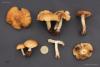 fungi_003_04_t1.jpg