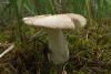 fungi_004_01_t1.jpg