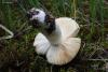 fungi_004_02_t1.jpg