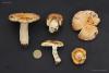 fungi_004_03_t1.jpg