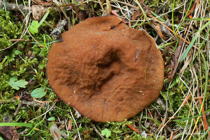 gyromitra-perlata_01.jpg