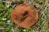 gyromitra-perlata_01_t1.jpg