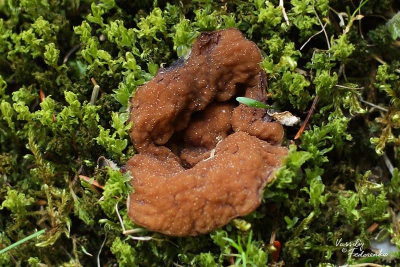 gyromitra-perlata_02.jpg