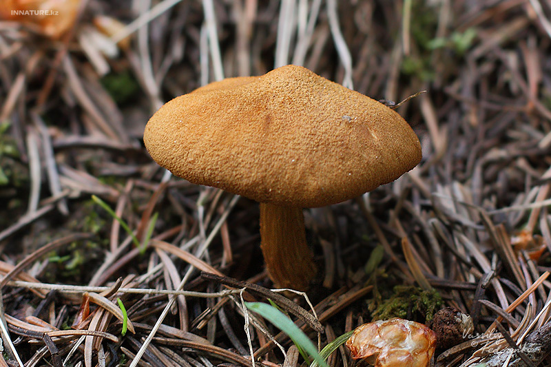 inocybe_01.jpg