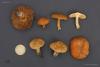 inocybe_01_3_t1.jpg