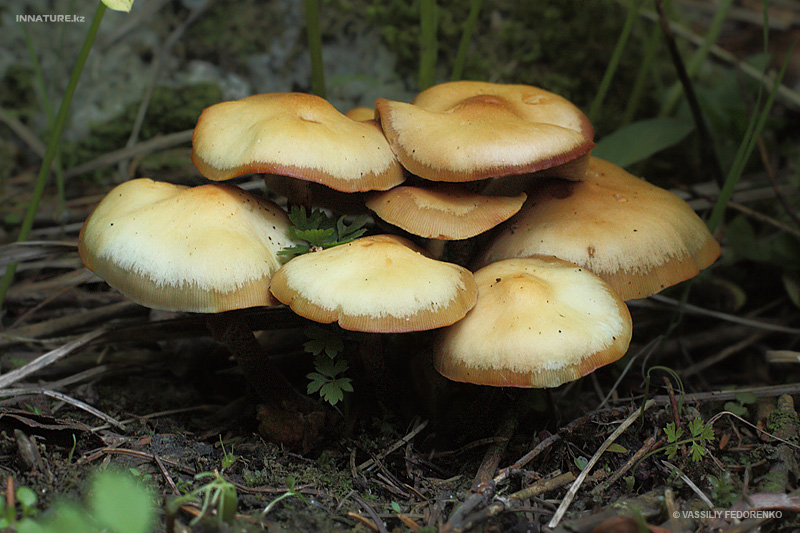 kuehneromyces-mutabilis_01.jpg