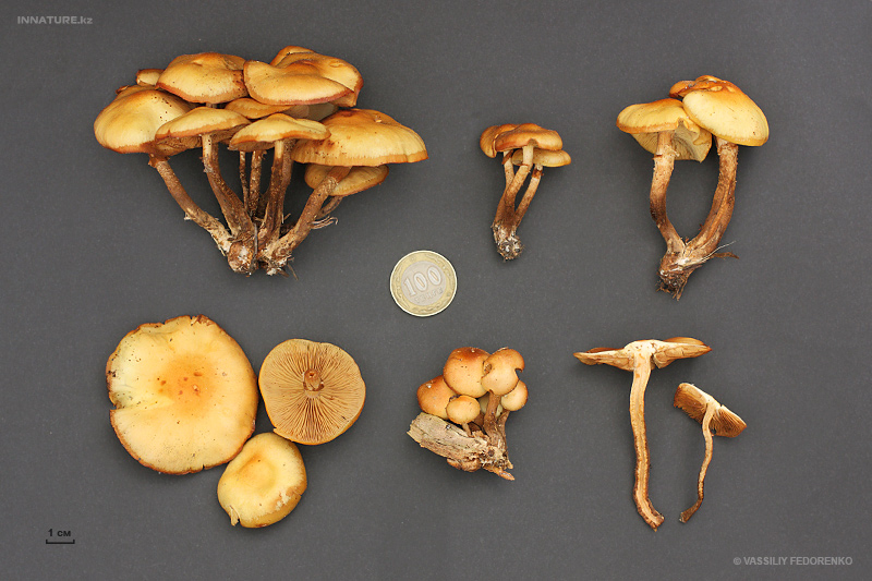 kuehneromyces-mutabilis_02.jpg