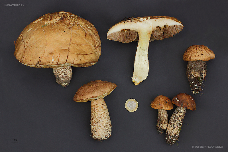 leccinum-scabrum_01.jpg